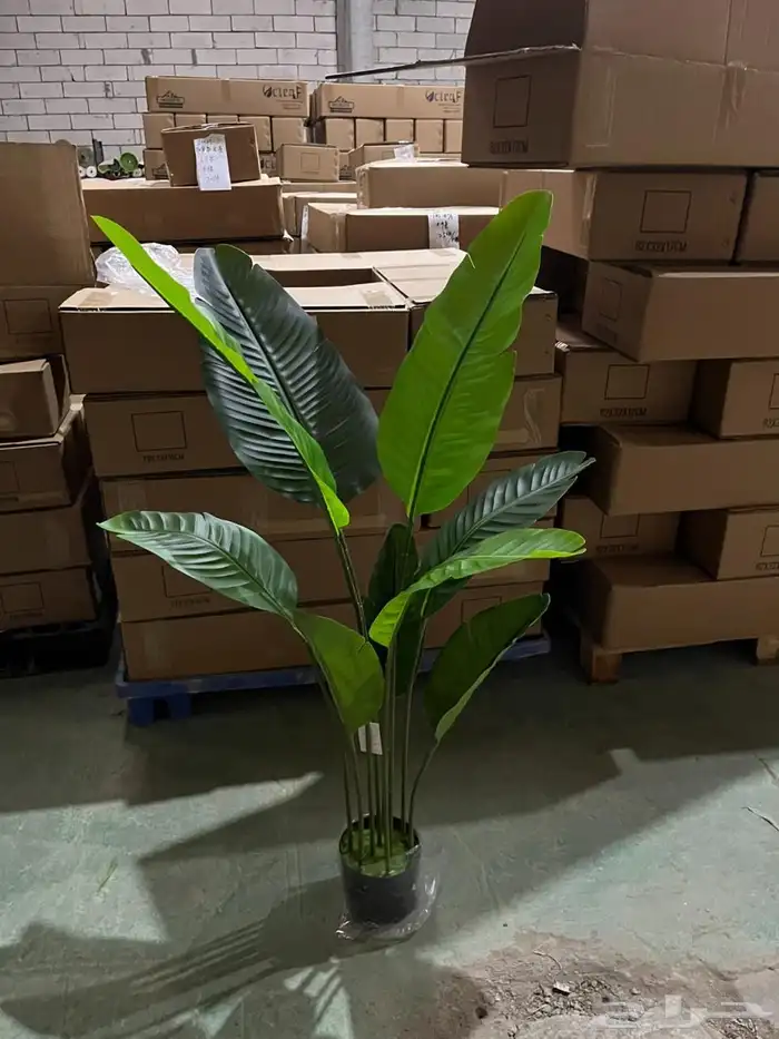 أشجار عرض اليوم الوطني 95 39