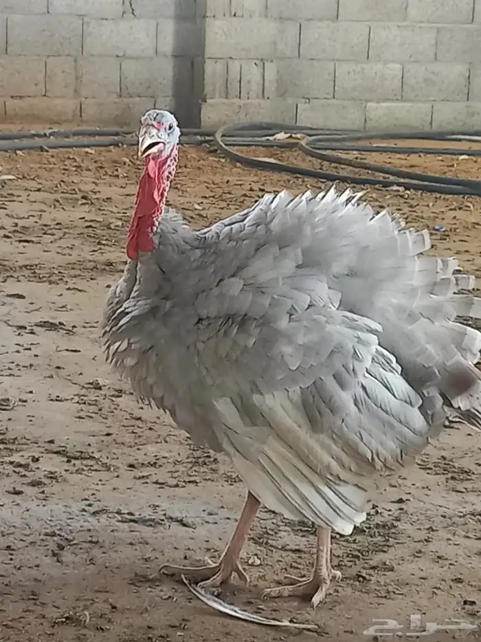 ذكور دجاج رومي تم البيع الله يبارك للجميع 9