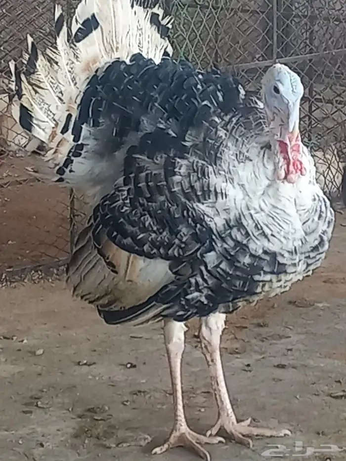 ذكور دجاج رومي تم البيع الله يبارك للجميع 5