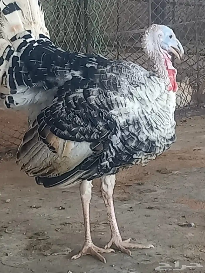 ذكور دجاج رومي تم البيع الله يبارك للجميع 2