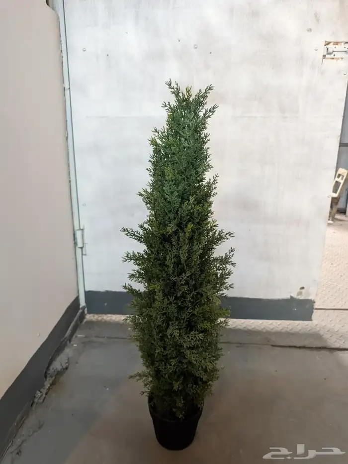 أشجار عرض اليوم الوطني 95 43