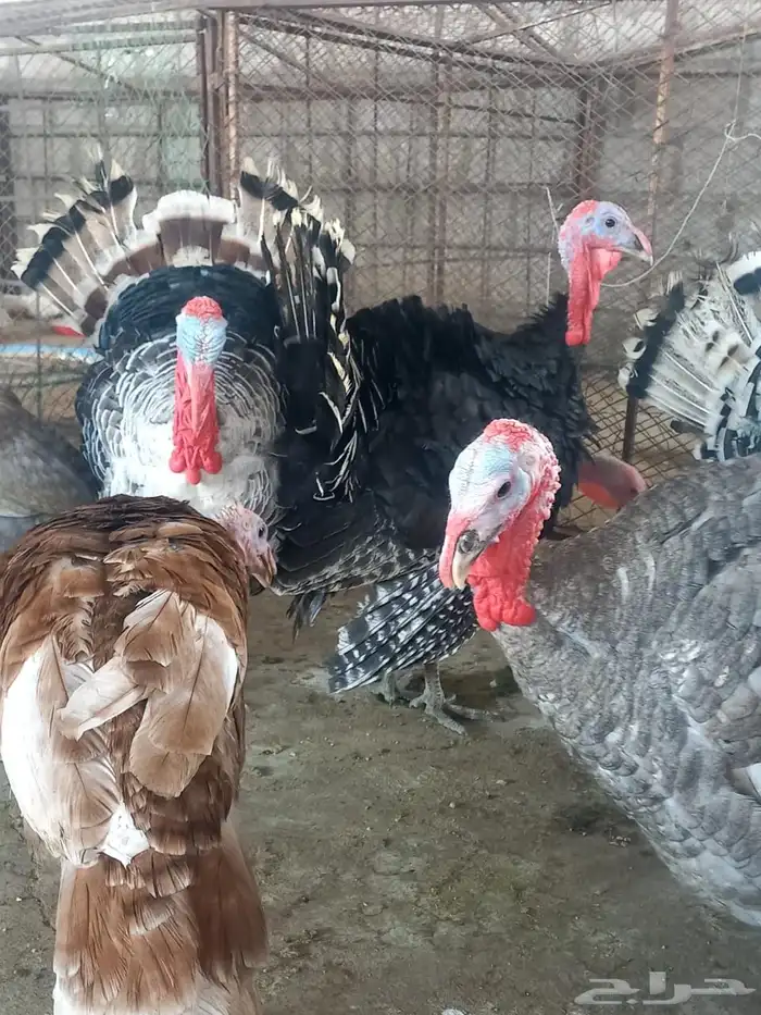 ذكور دجاج رومي تم البيع الله يبارك للجميع 1