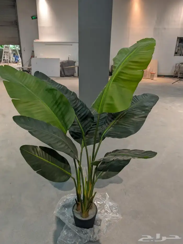 أشجار عرض اليوم الوطني 95 34