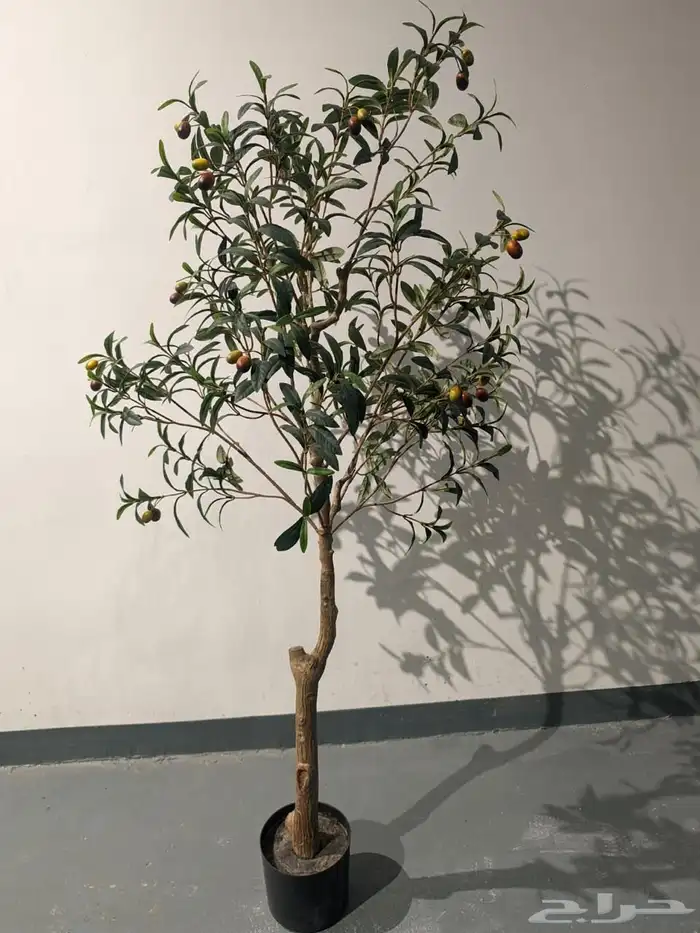 أشجار عرض اليوم الوطني 95 21