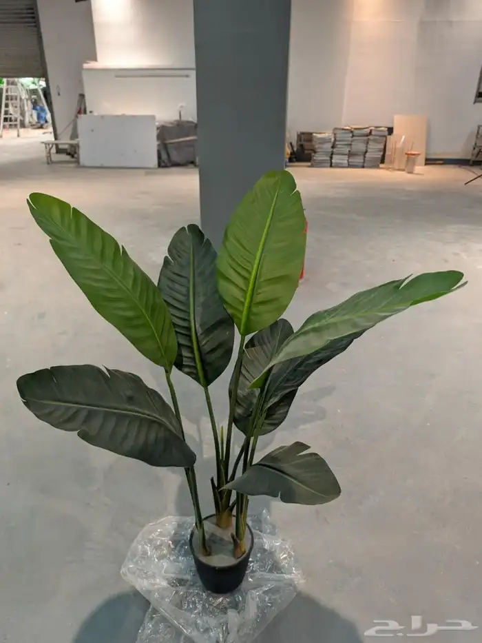 أشجار عرض اليوم الوطني 95 37