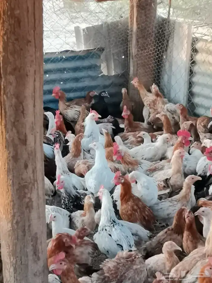دجاج بلدي بياض 4