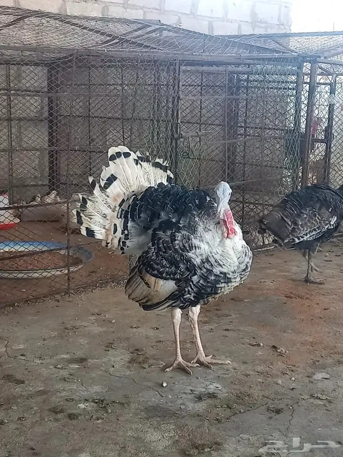 ذكور دجاج رومي تم البيع الله يبارك للجميع 6