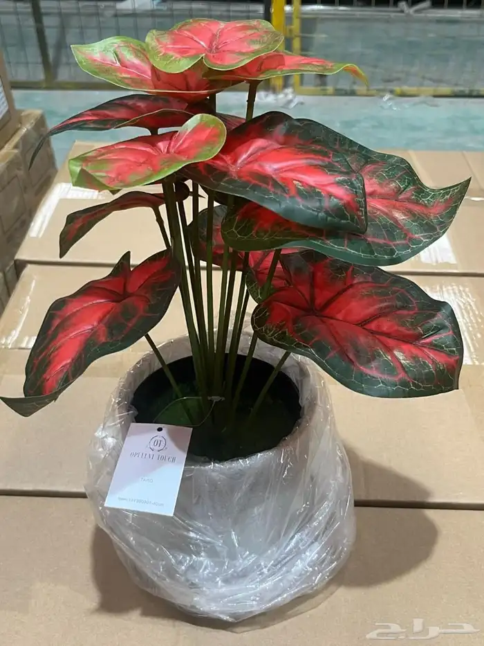 أشجار عرض اليوم الوطني 95 31