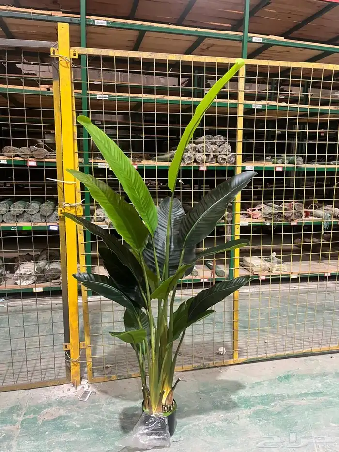 أشجار عرض اليوم الوطني 95 41