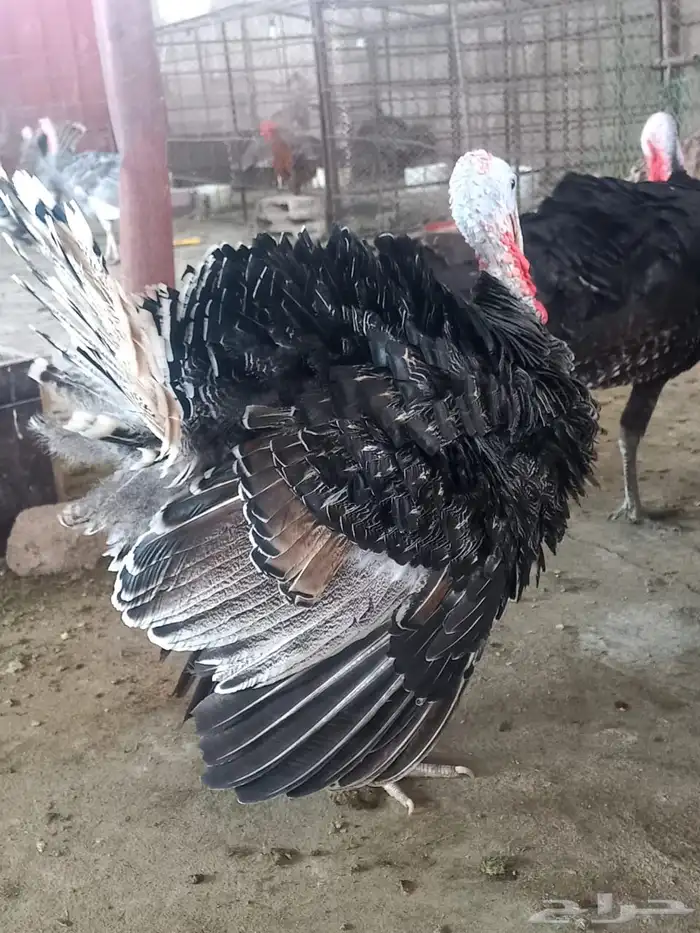 ذكور دجاج رومي تم البيع الله يبارك للجميع 11