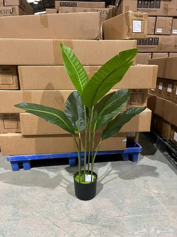 أشجار عرض اليوم الوطني 95 36