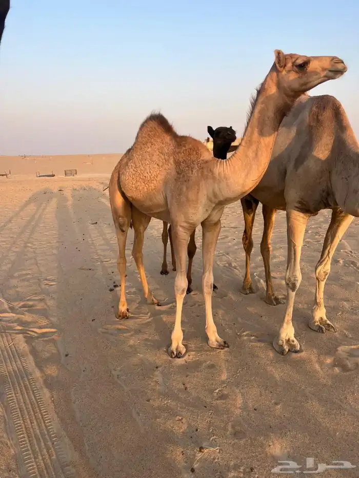 بكره مفروده مهجنه 0
