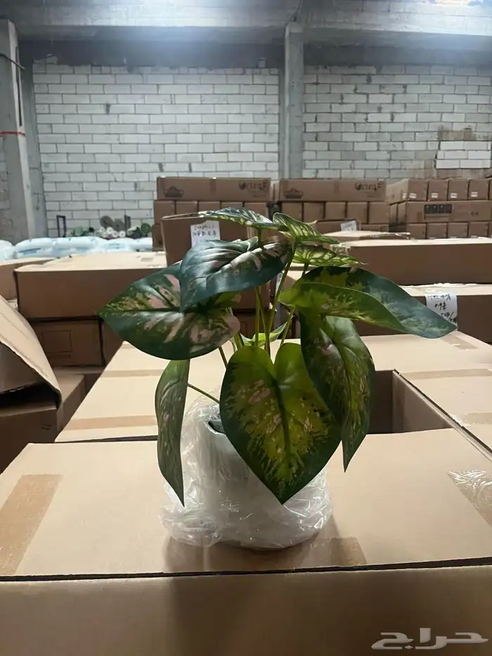 أشجار عرض اليوم الوطني 95 29