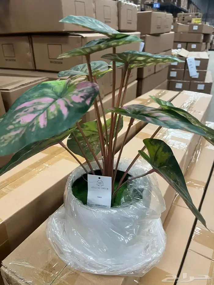 أشجار عرض اليوم الوطني 95 28