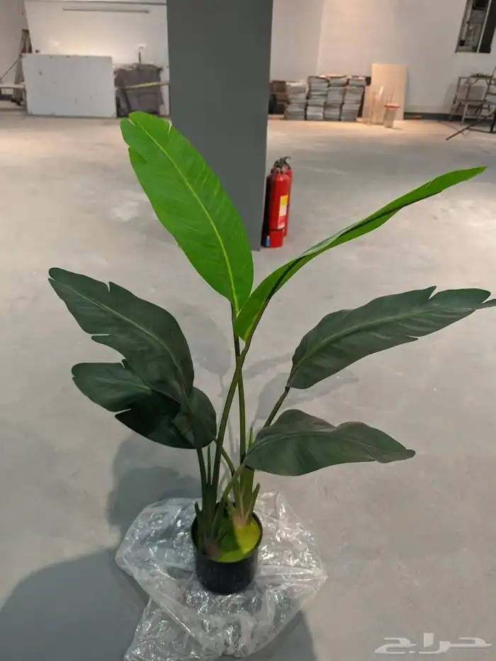 أشجار عرض اليوم الوطني 95 38