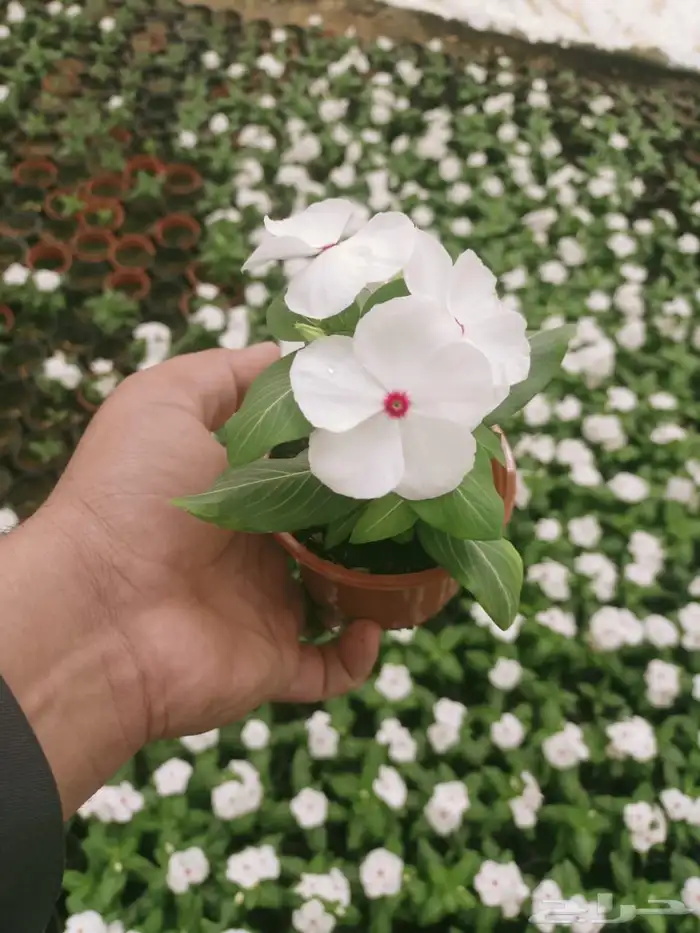 مشتل زراعي لبيع الاشجار والشتلات بالجملة 14