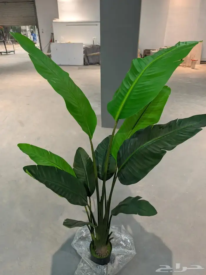 أشجار عرض اليوم الوطني 95 35