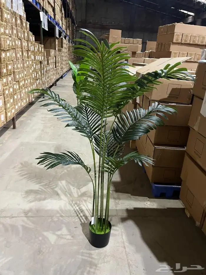 أشجار عرض اليوم الوطني 95 17