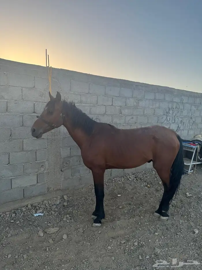 حصان شعبي للبيع 0