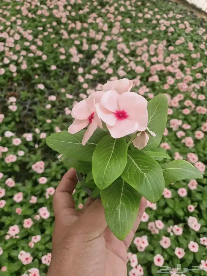 مشتل زراعي لبيع الاشجار والشتلات بالجملة 16