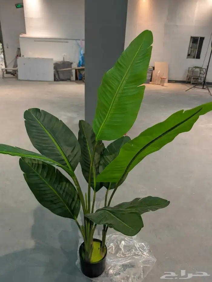 أشجار عرض اليوم الوطني 95 33