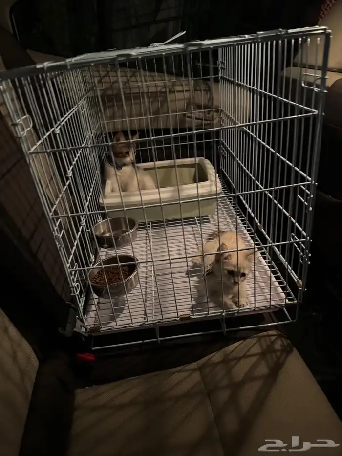 قطه قطتين للتبني همالايا (تم التبني) 1