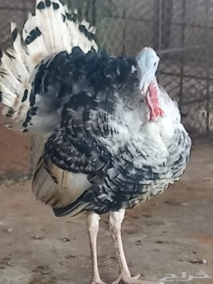 ذكور دجاج رومي تم البيع الله يبارك للجميع 0