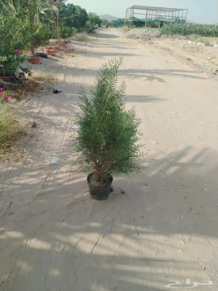 مشتل زراعي لبيع الاشجار والشتلات بالجملة 20