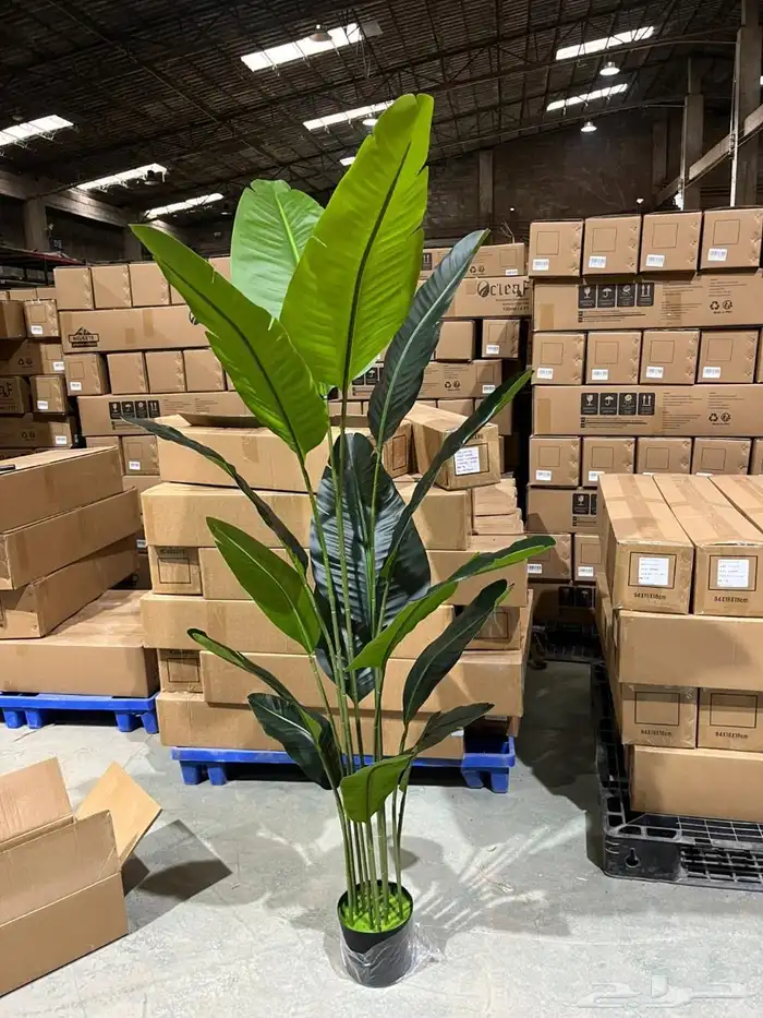 أشجار عرض اليوم الوطني 95 40