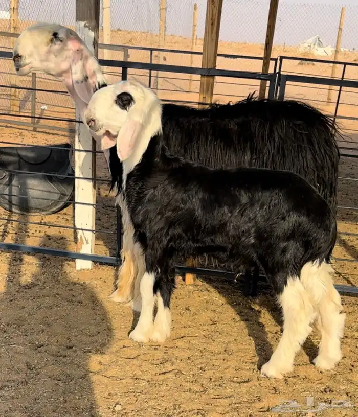 نجديه خصم تحتها طلي 0