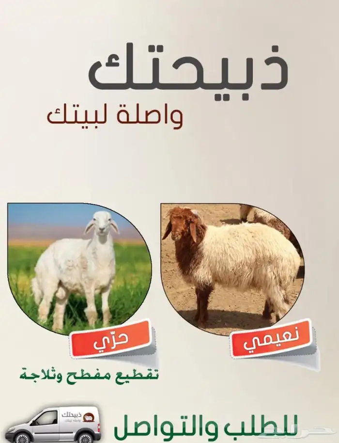 ذبايح خرفان ورخال من غنم شهران مع خدمه السلخ والتو 4