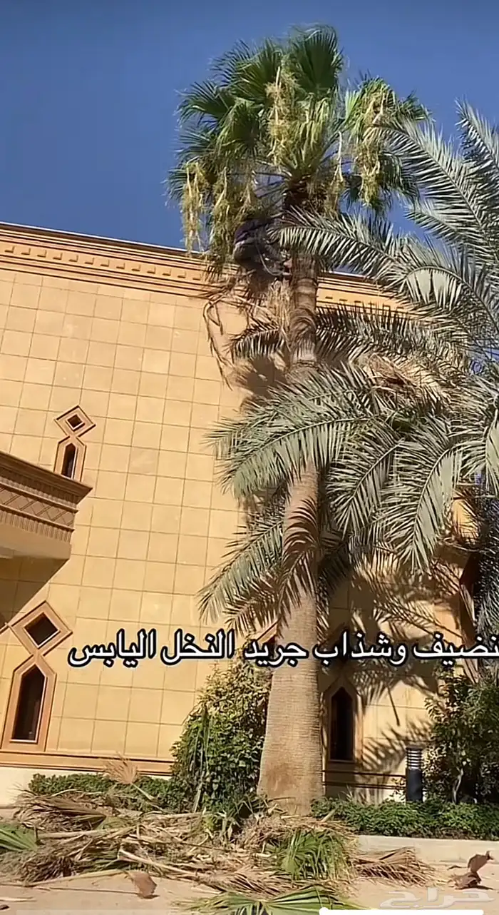 تنضيف وقص السعف (الجريد)النخل اليابس طلع نخل حتا 15م 2