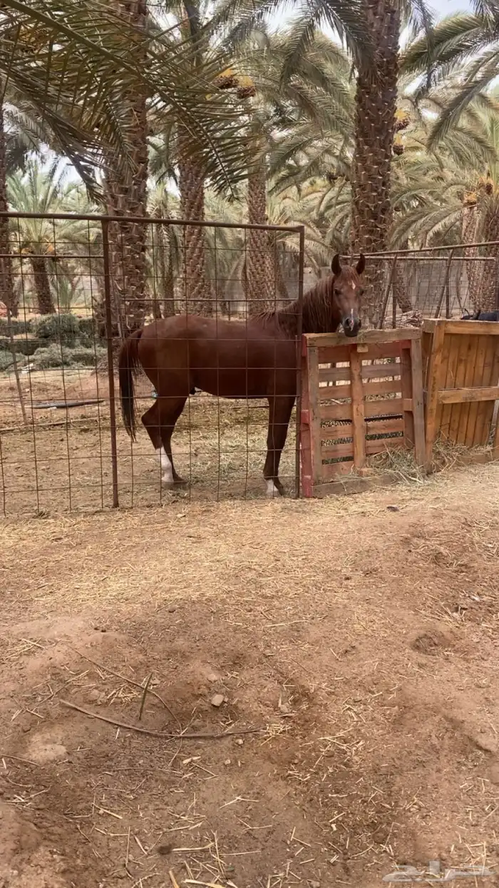 حصان عربي شعبي كفو جداا 2