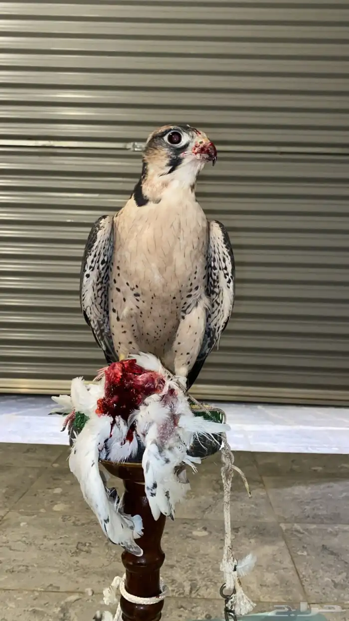 صقور للاجار في الحفلات والمناسبات 0