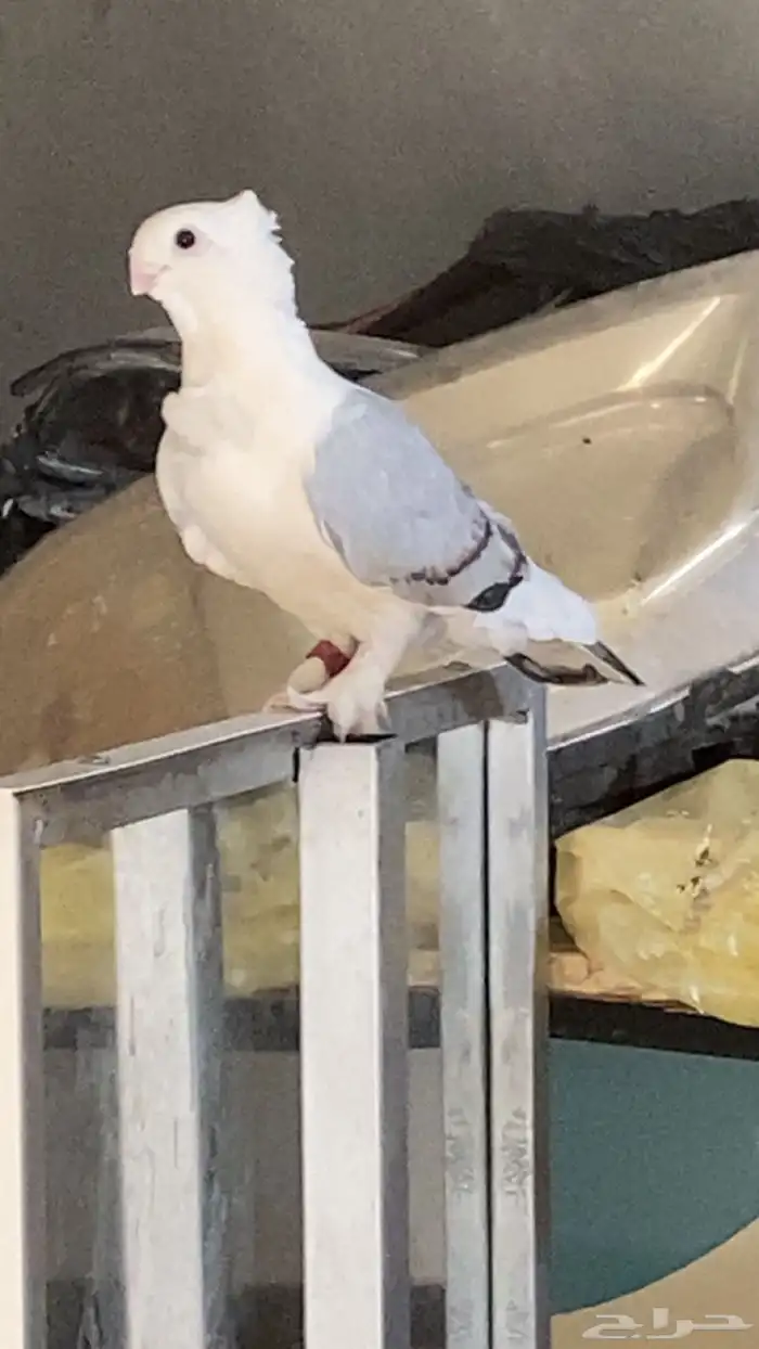 للبيع زوج منتج حب الرمان 2