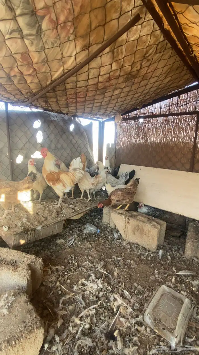دجاج 0