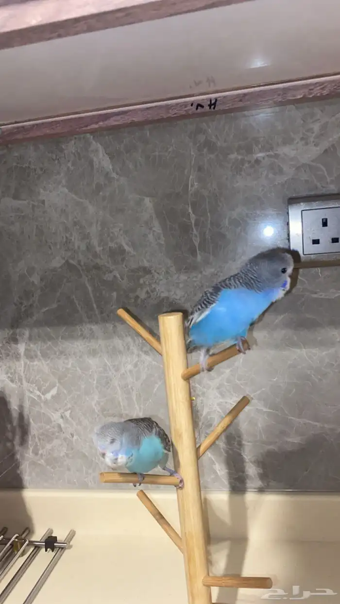 جوز بادجي اليف هولندي 1