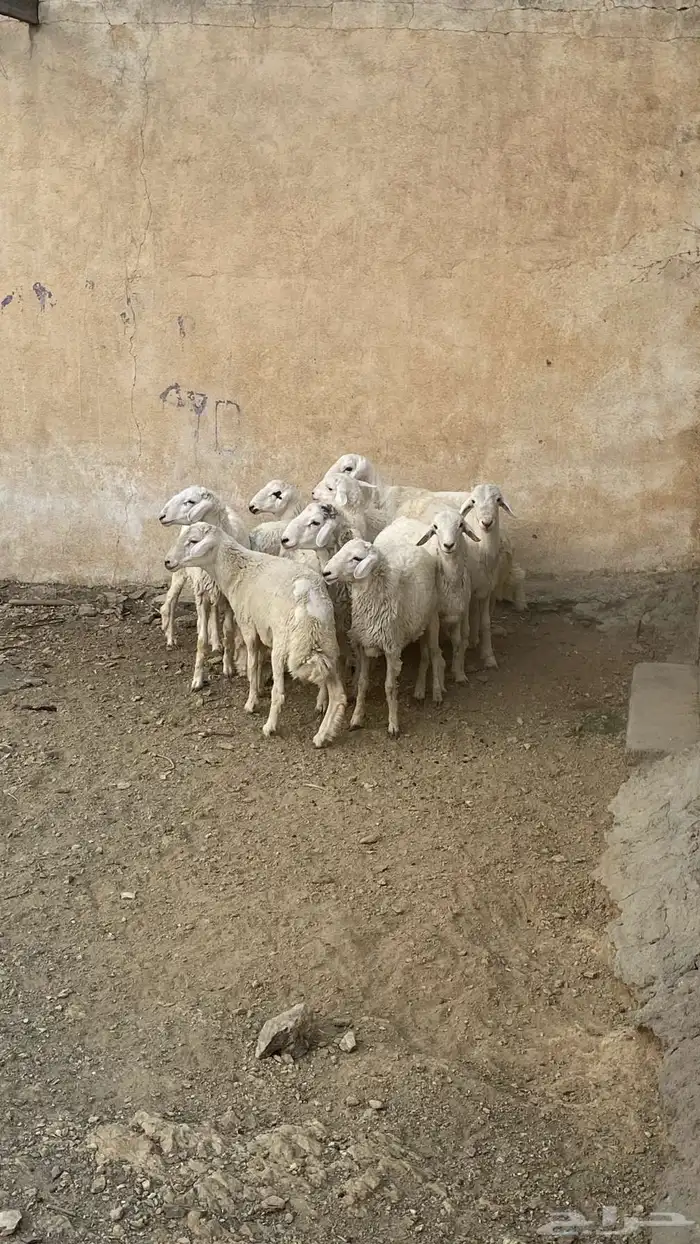 طليان سمان للبيع 1