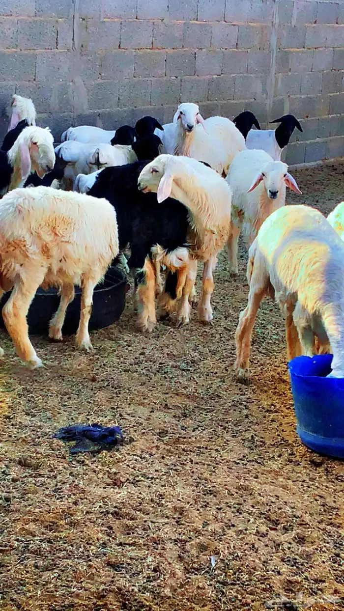 للبيع خرفان نجدي حري بربري المجمعه 1