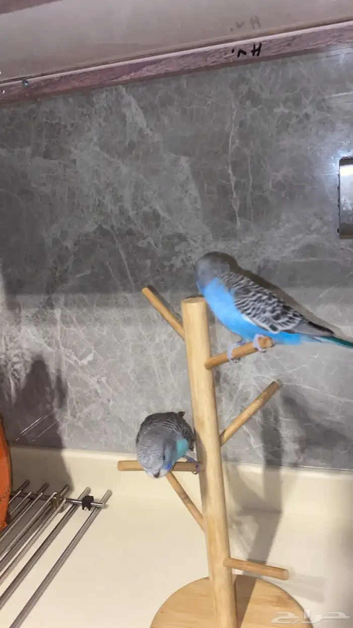 جوز بادجي اليف هولندي 2