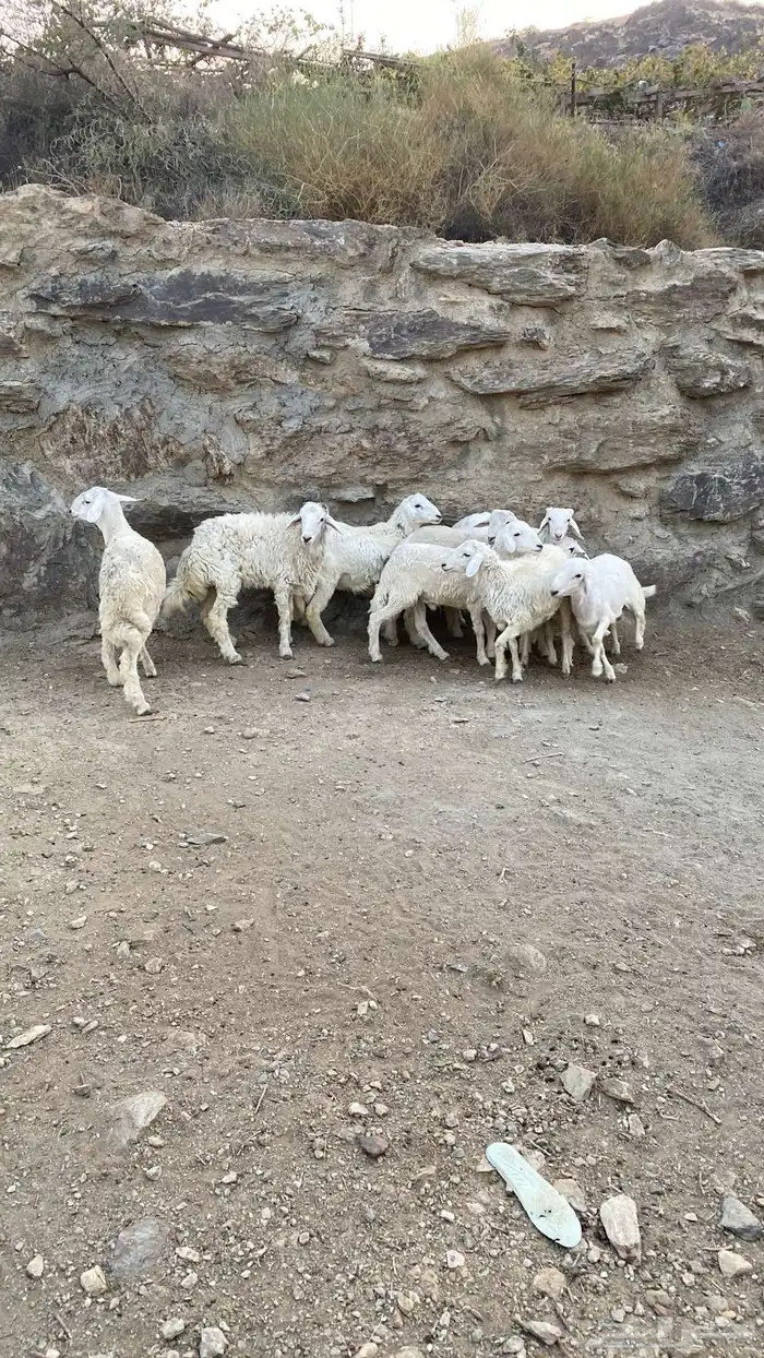 طليان سمان للبيع 4