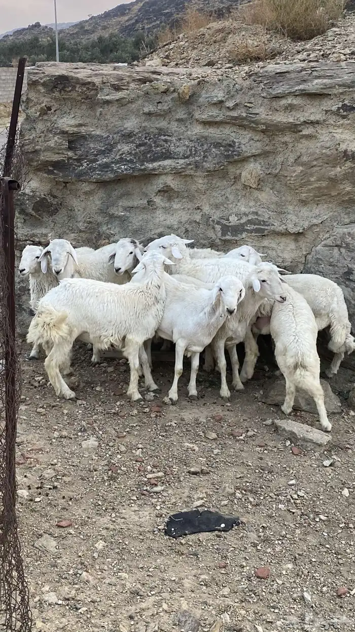 طليان سمان للبيع 2