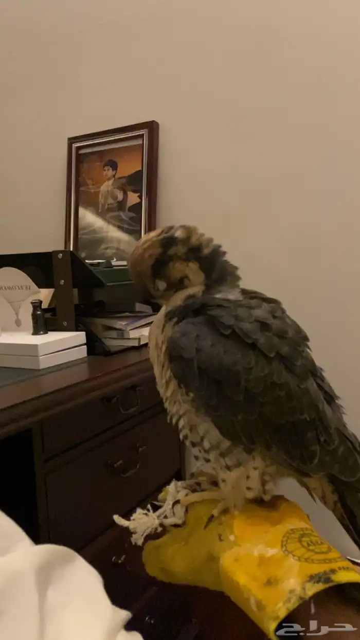 صقور للاجار في الحفلات والمناسبات 1