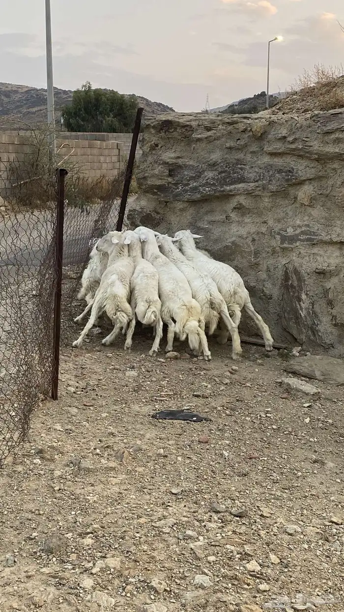 طليان سمان للبيع 0