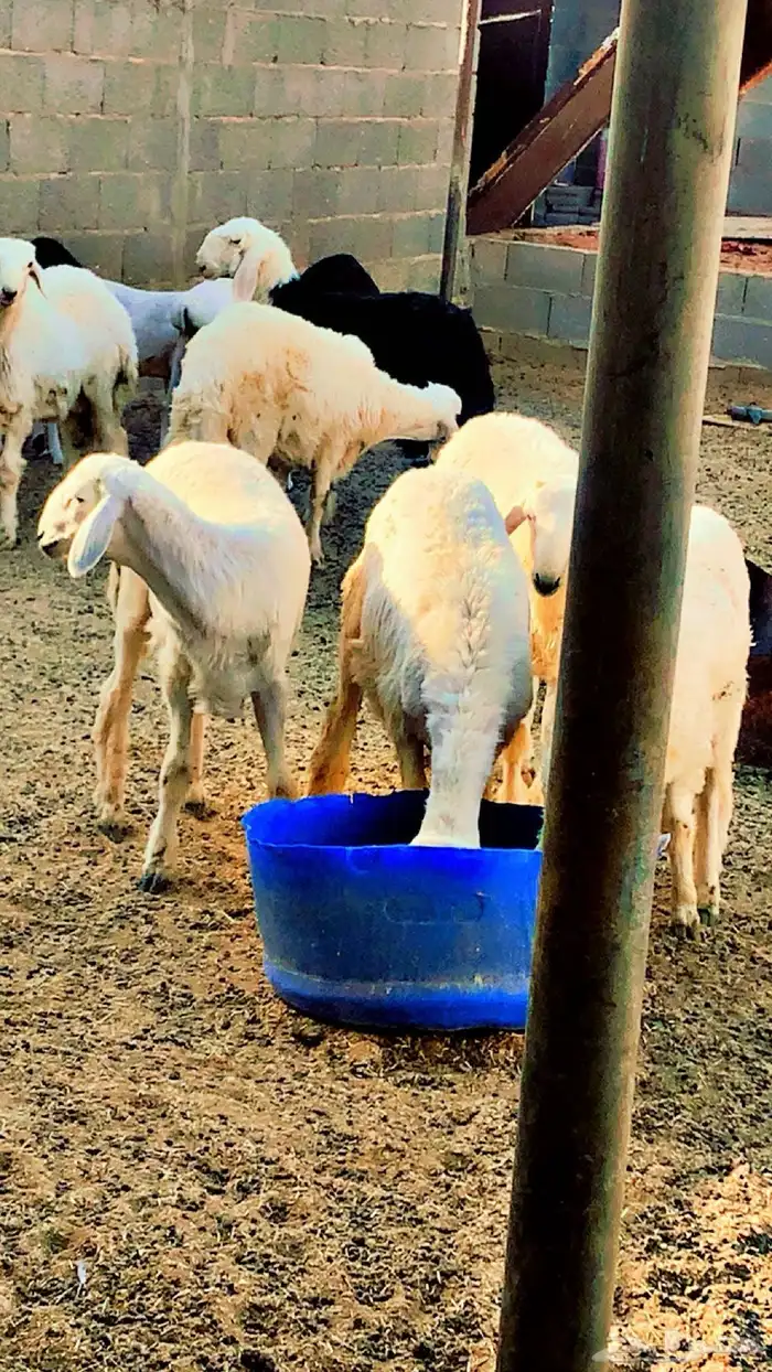 للبيع خرفان نجدي حري بربري المجمعه 0