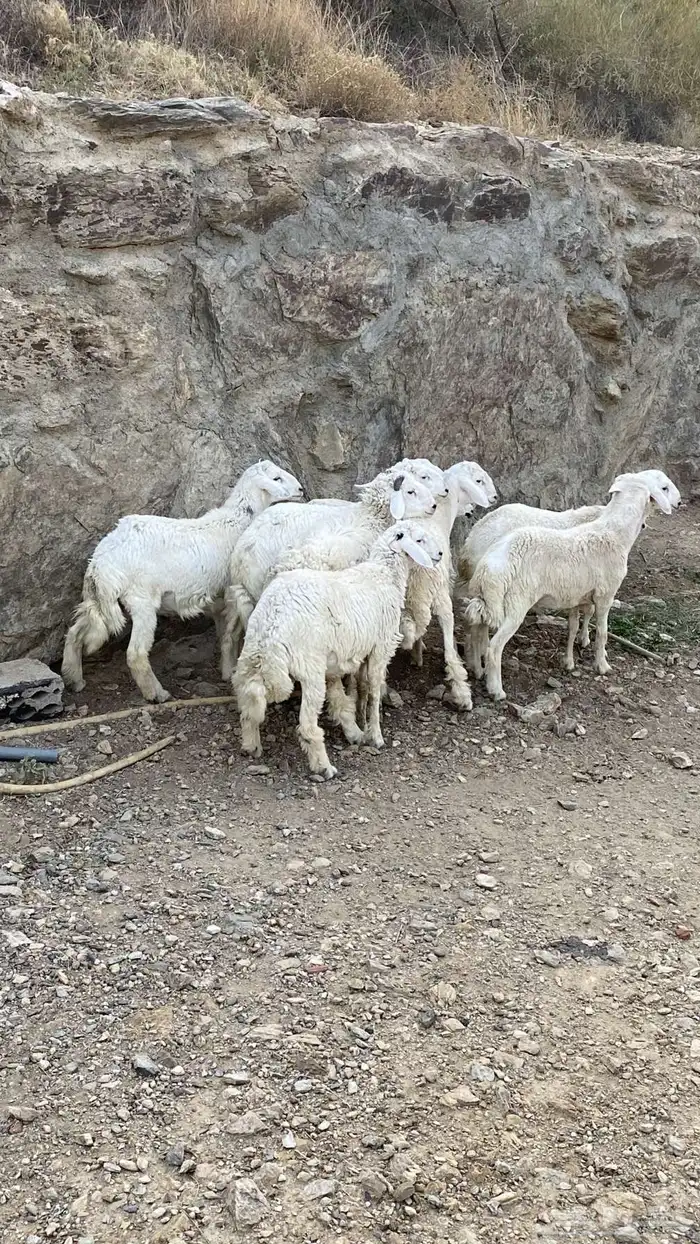 طليان سمان للبيع 5