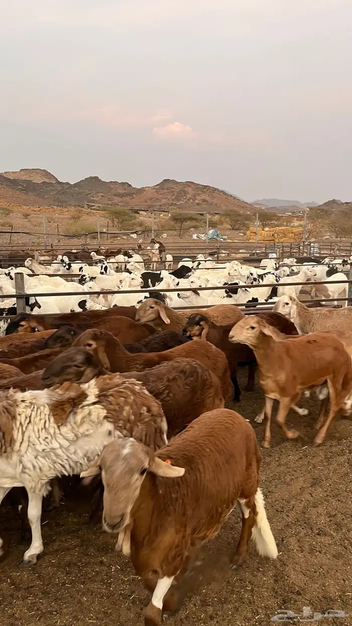 طليان سواكن حمري مرابى مناسبات زواجات ثلاجات 15