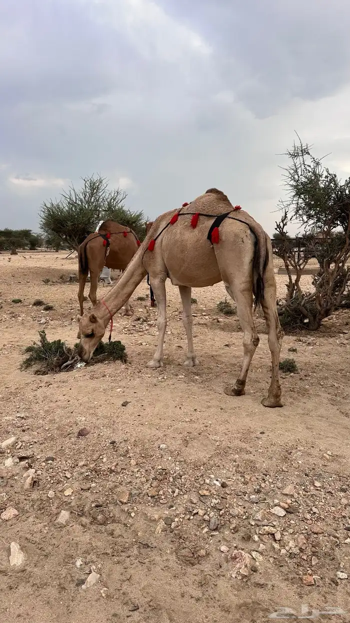 نياق عوادي 8