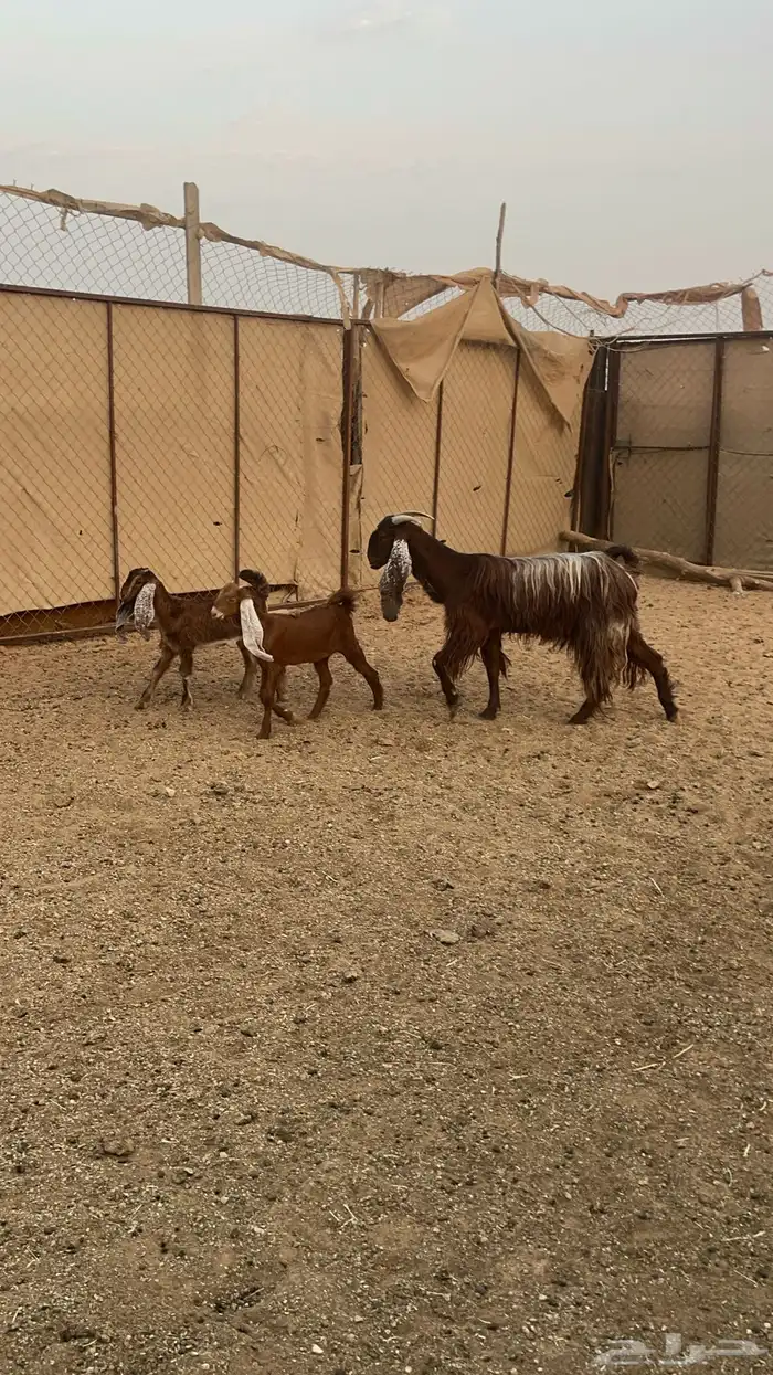 عنز كفو معها ثنين 0