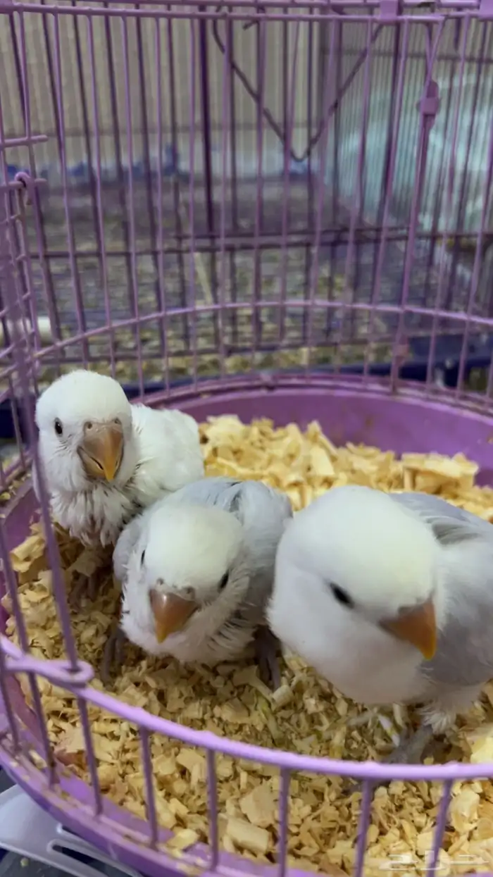 فروخ روز (تم البيع) 1